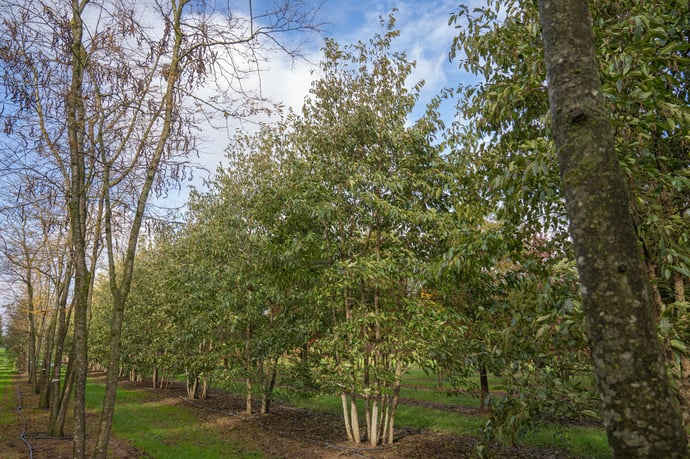 Alnus x spaethii els meerstammig