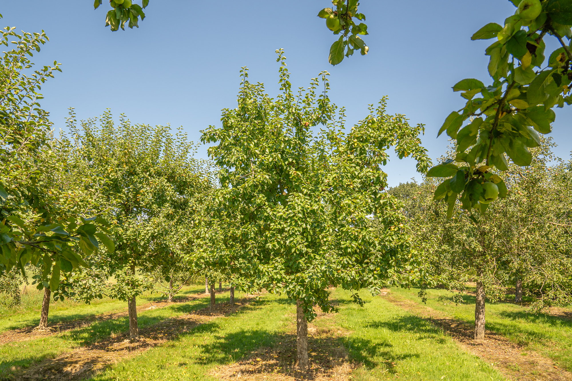 Fruitbomen hoogstam boomgaard 