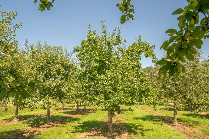 Fruitbomen perceel Bill Derks-240805-15