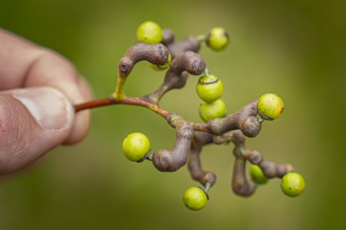 Hovenia dulcis-fruit-Ebben Treenursery