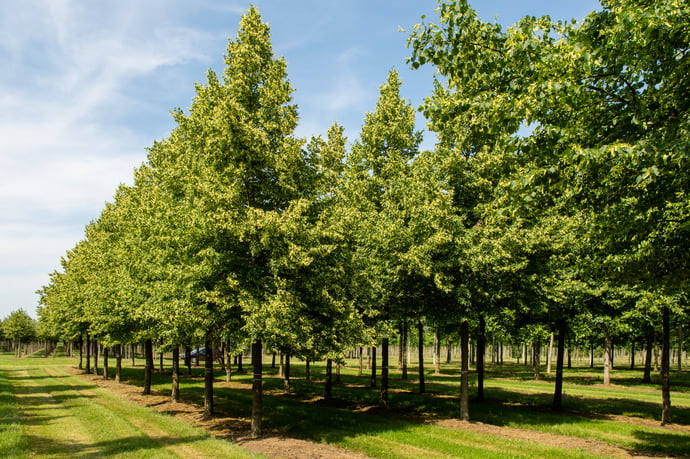 Tilia cordata Böhlje winterlinde in bloei