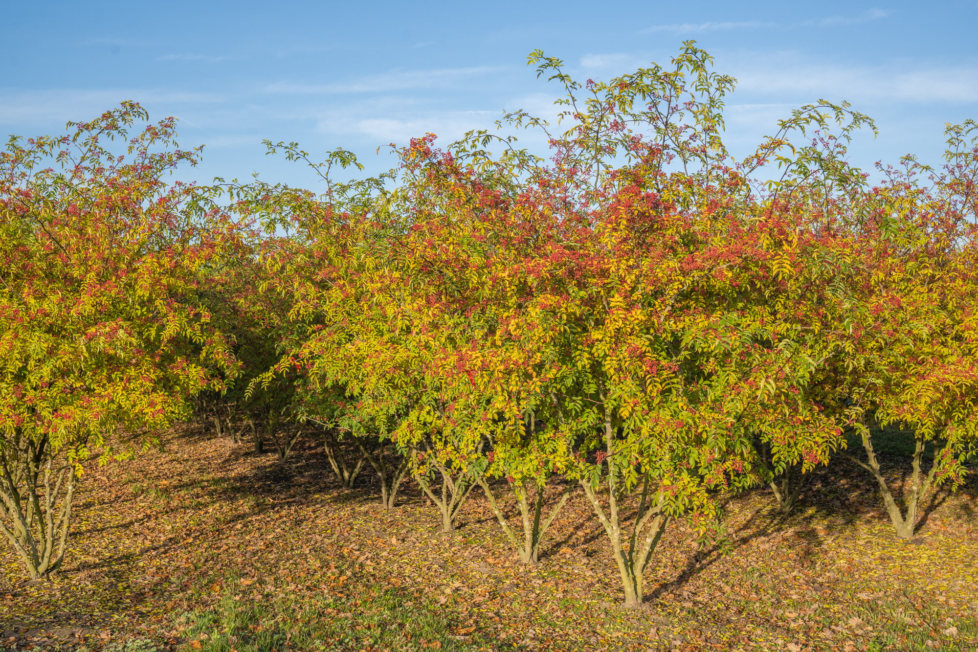 Zanthoxylum simulans multi-stem 300-350 autumn