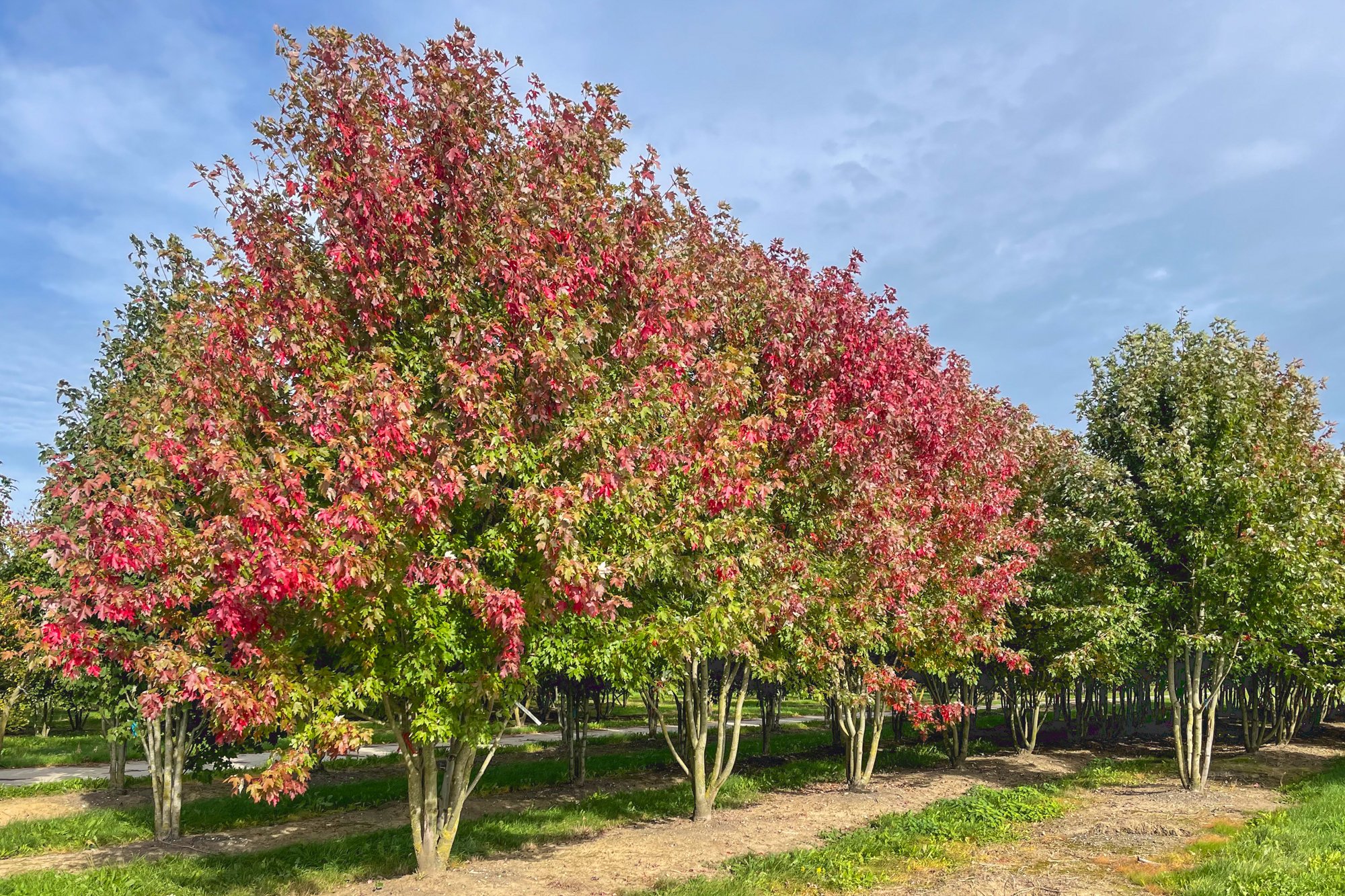 Acer x freemanii Jeffersred 600-700-HM-231006-1