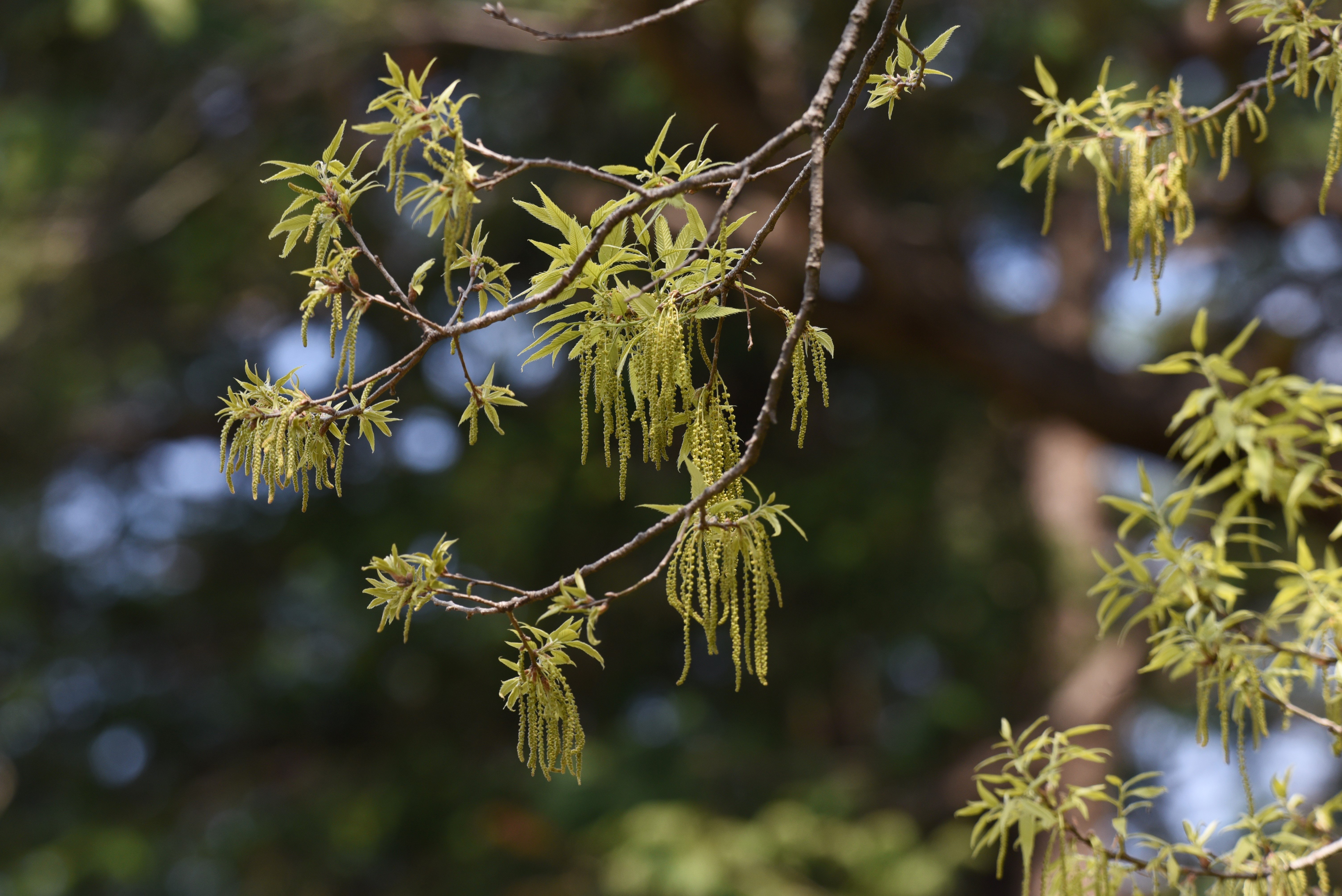 Boomkwekerij_Ebben_Quercus_acutissima_bloemen-1