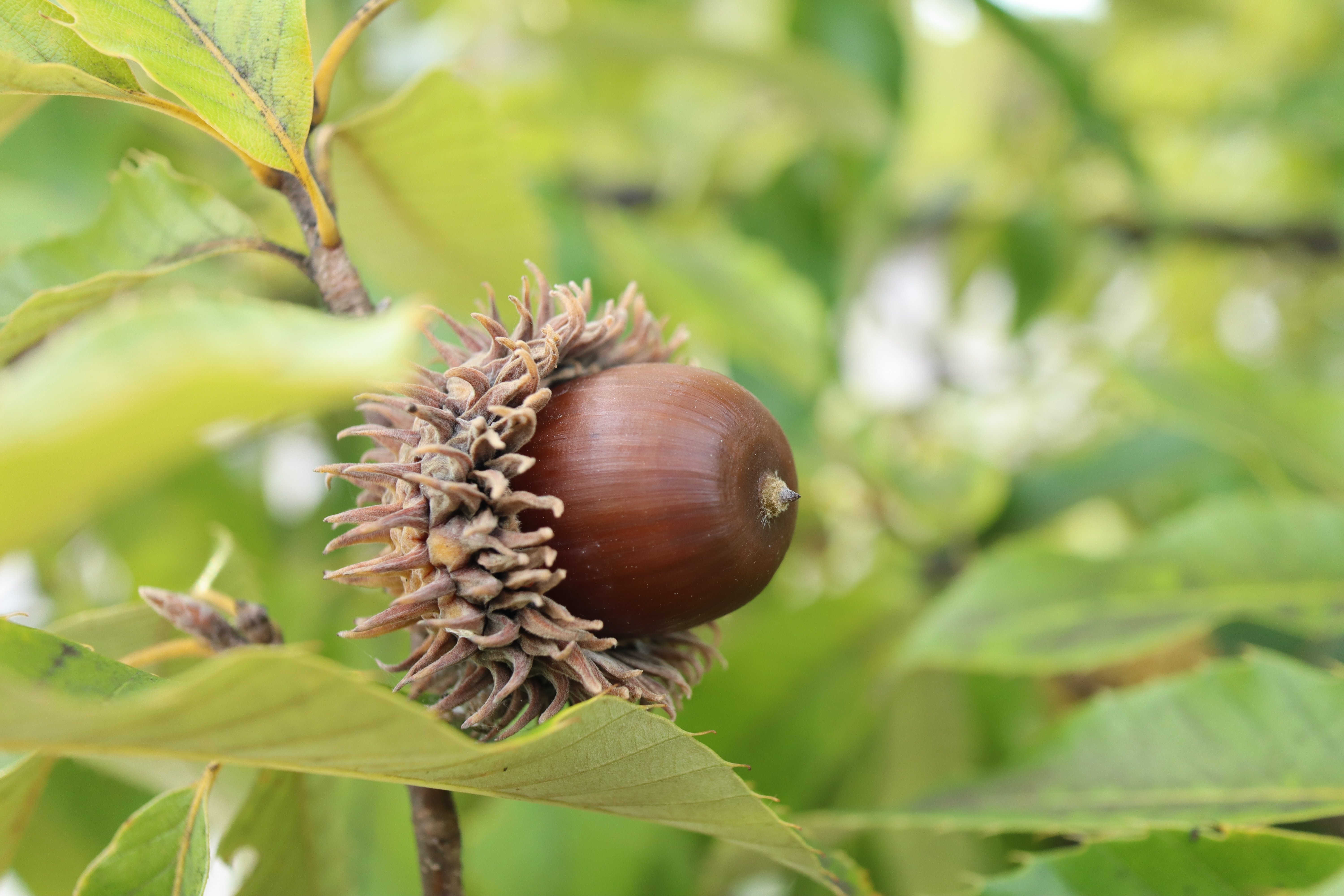 Boomkwekerij_Ebben_Quercus_acutissima_vrucht-1