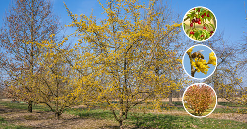 Boomkwekerij Ebben Cornus mas
