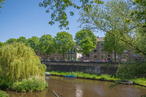 Den Bosch Westwal Ulmus 'New Horizon'