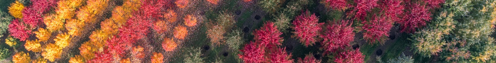 Dion-perceel-overzicht-herfst-drone-221018-1