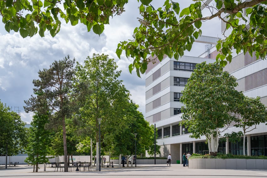 Pinus sylvestris Pauwlonia tomentosa Acer x freemanii