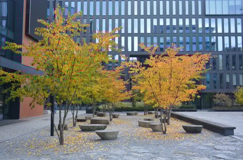 Ebben Trees - Bomen tussen hoogbouw 