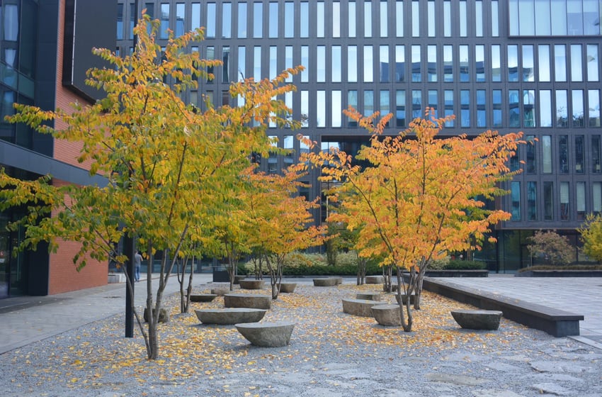 Ebben Trees - Bomen tussen hoogbouw 