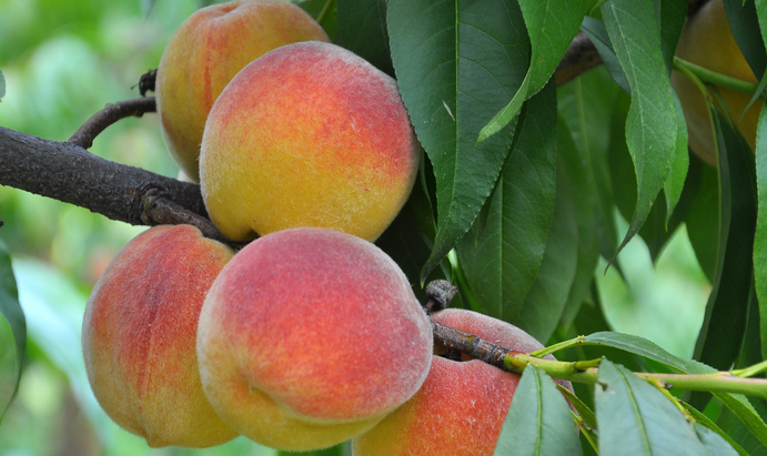 Ebben-prunus persica