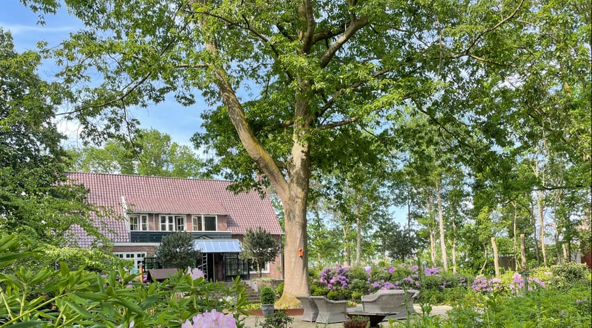 Ebben trees - large tree in garden