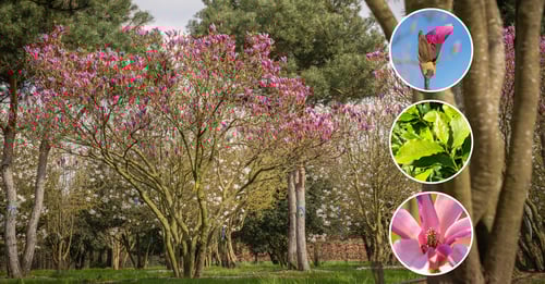 Ebben Nurseries Magnolia 'Susan'