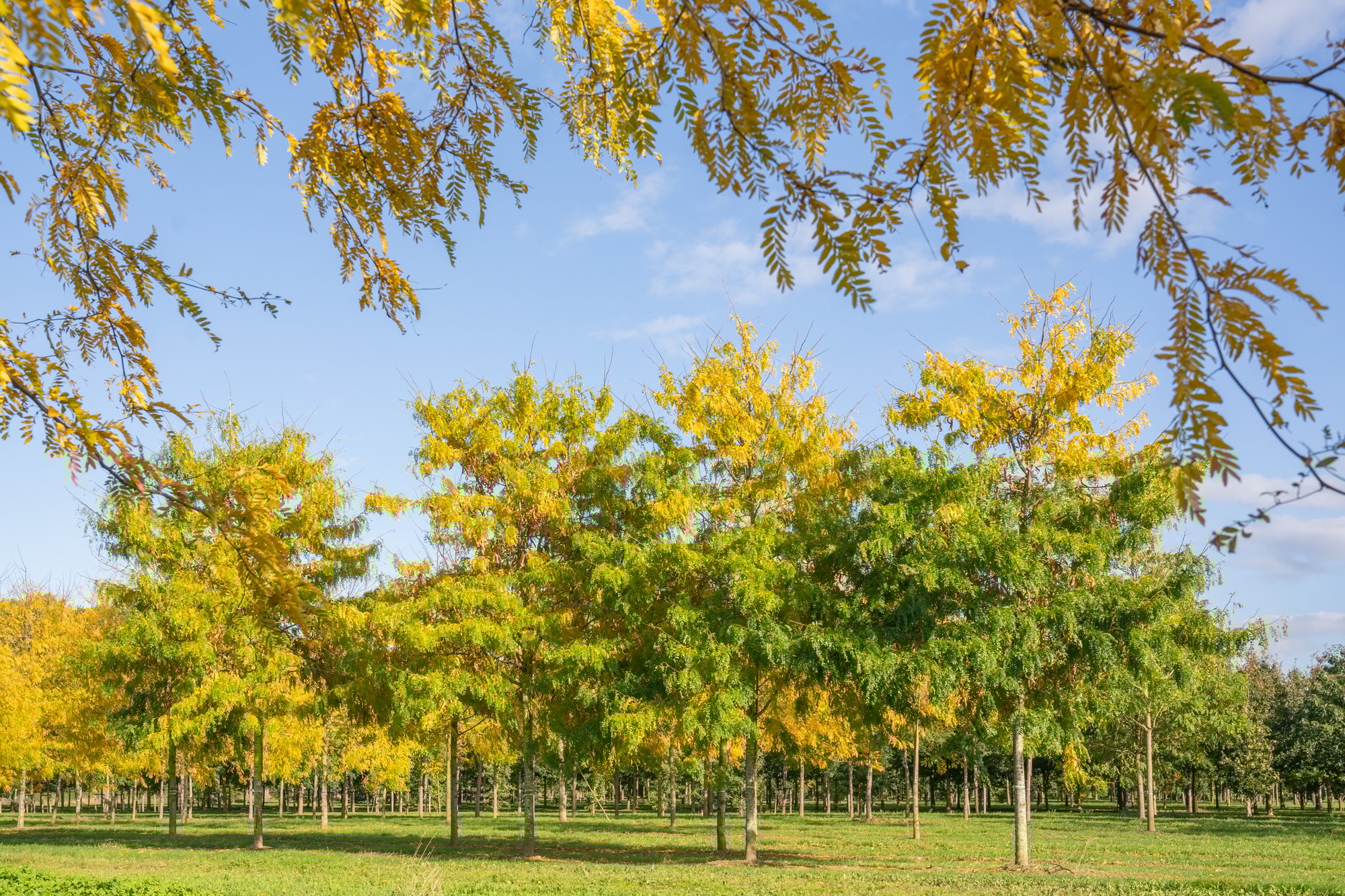 Gleditsia triacanthos 40-50 herfstbeeld