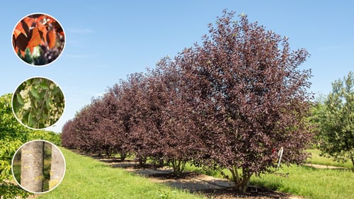 Prunus virginiana 'Canada Red'