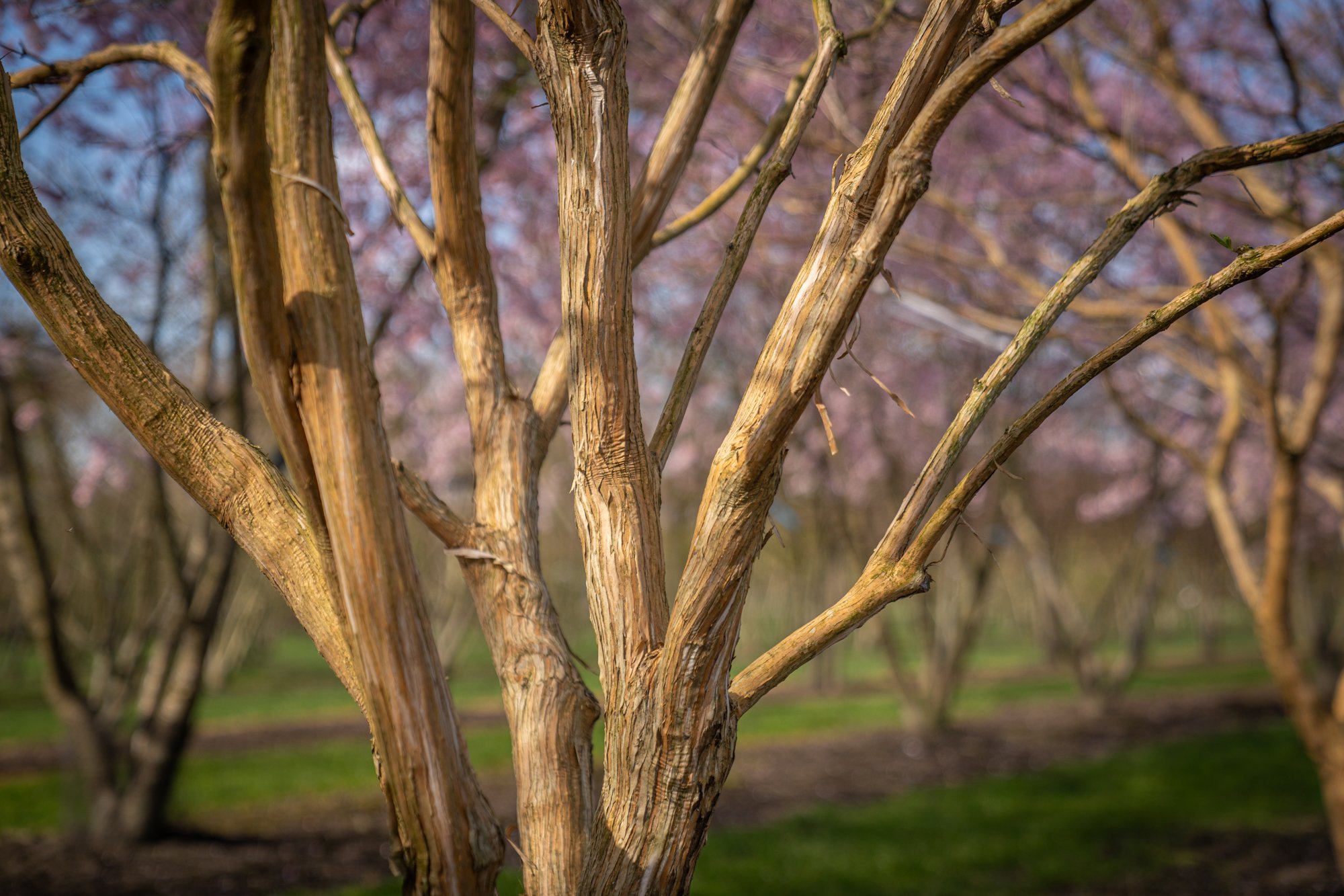 Heptacodium miconioides-bast-stammen-240314-4