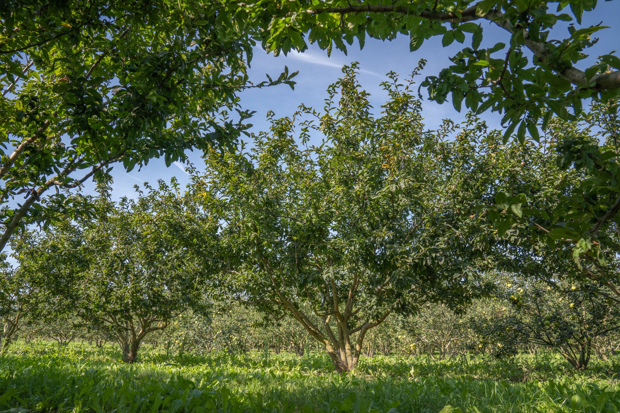 Mespilus germanica Westerveld 350-400 multi-stem