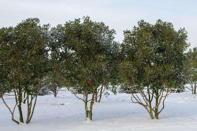 Osmanthus heterophyllus 300-350-HM-190123-33-winterbeeld