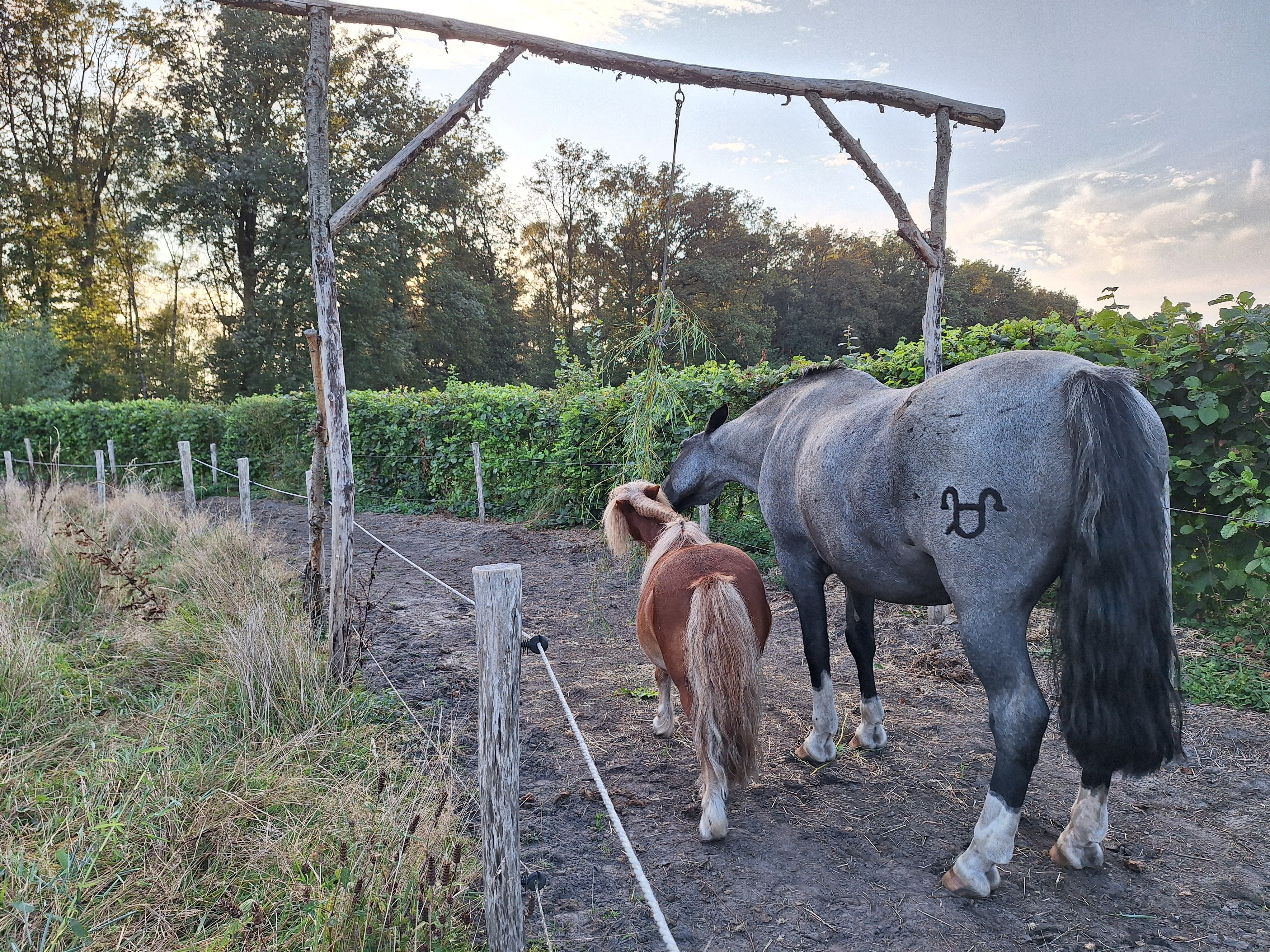 Paddock paradise - snackbundel - passive physio - Sietske Metz