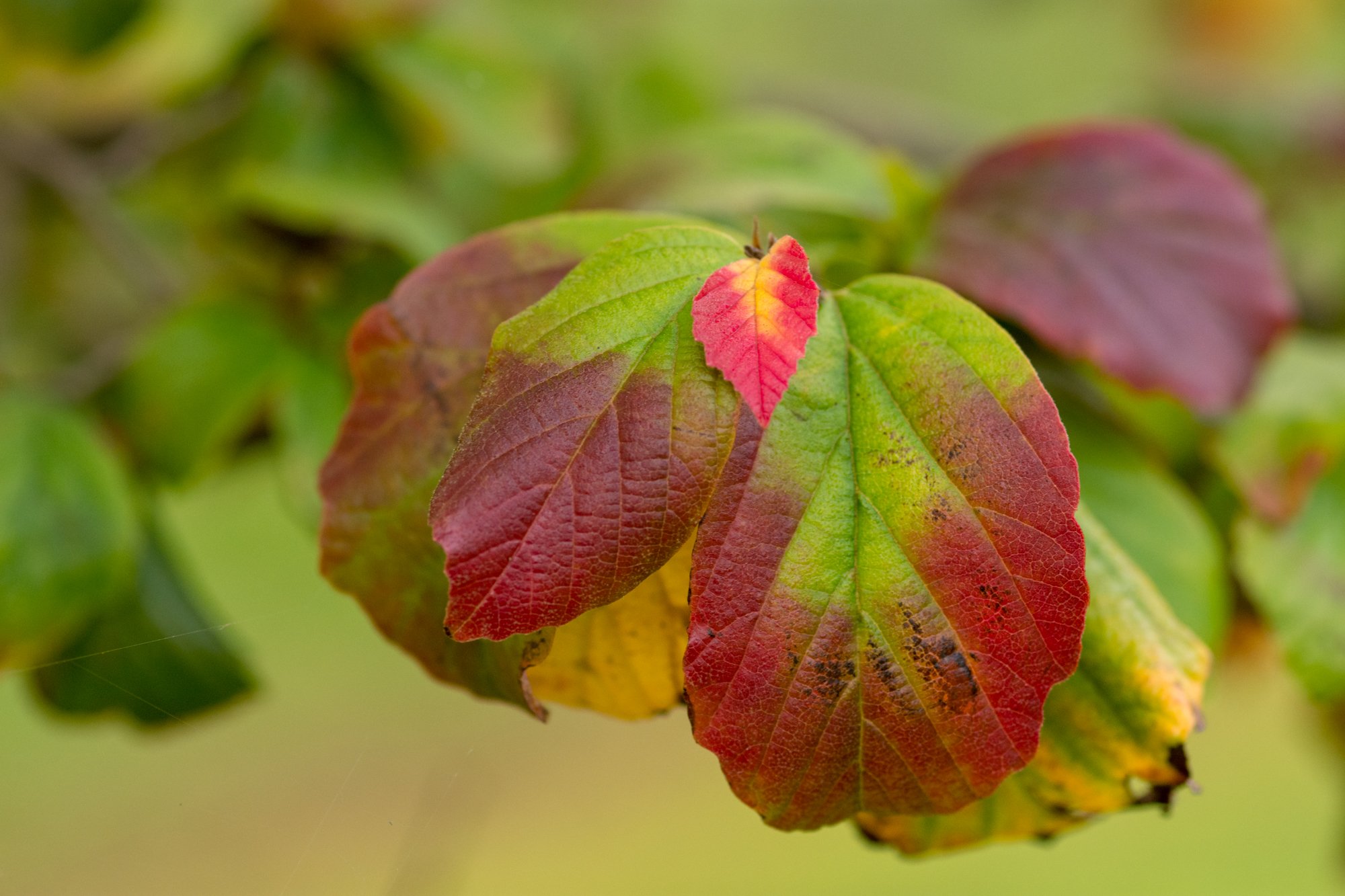 Parrotia persica herfstblad