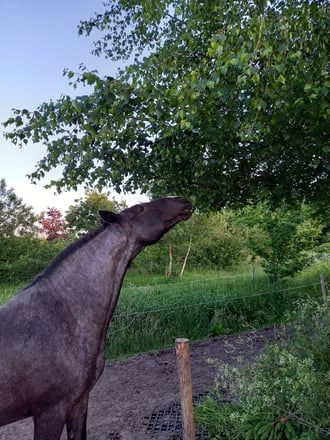 Passive physio - paard