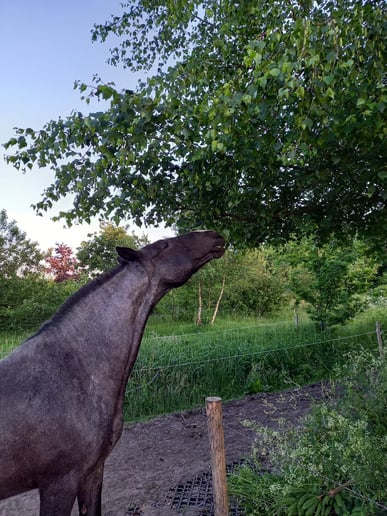 Passive physio - horse Moreira - Sietske Metz
