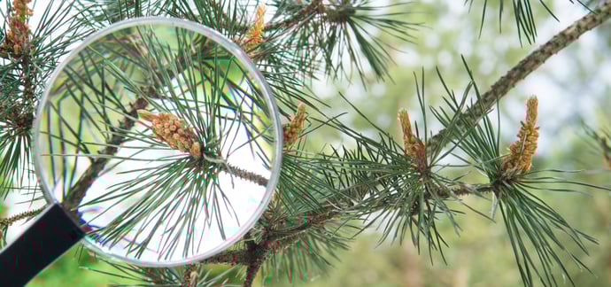 Pinus-loep