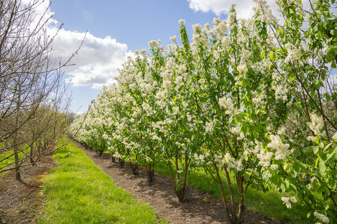 Prunus maackii Amber Beauty 400-500-HM-240410-7