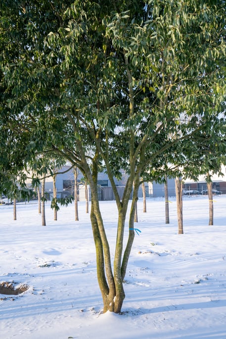 Quercus glauca bast en stammen winterbeeld