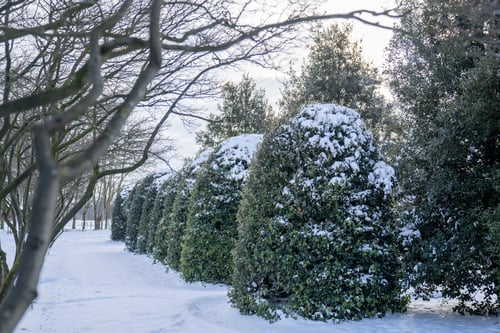 Quercus ilex winterbeeld
