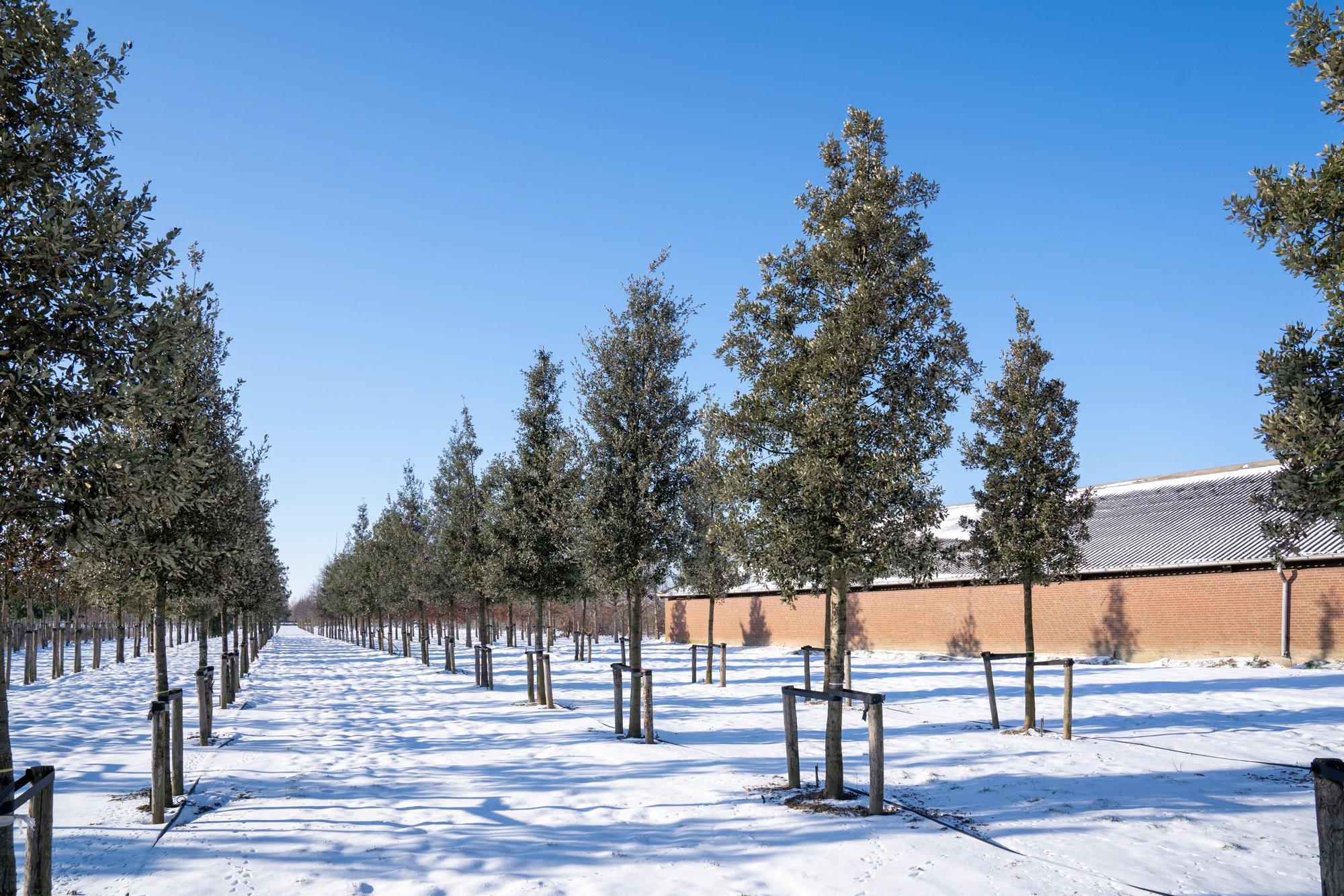 Quercus ilex winterbeeld