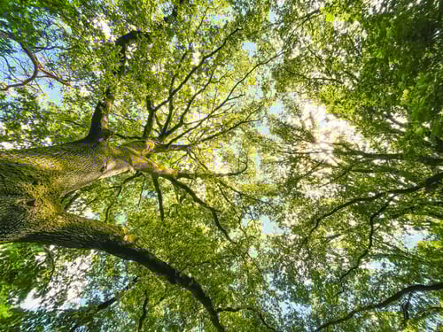 Grote, oude, bomen capteren méér CO2