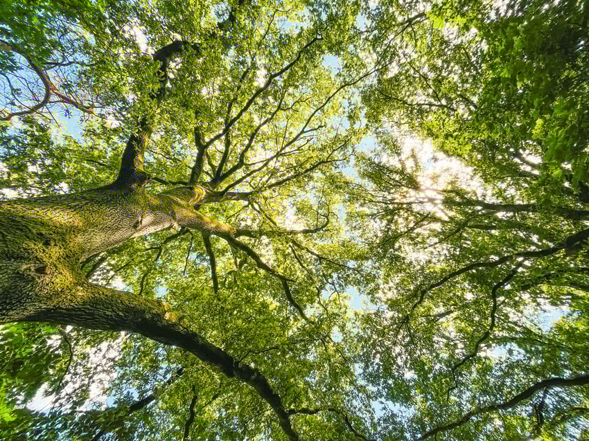 Grote, oude, bomen capteren méér CO2