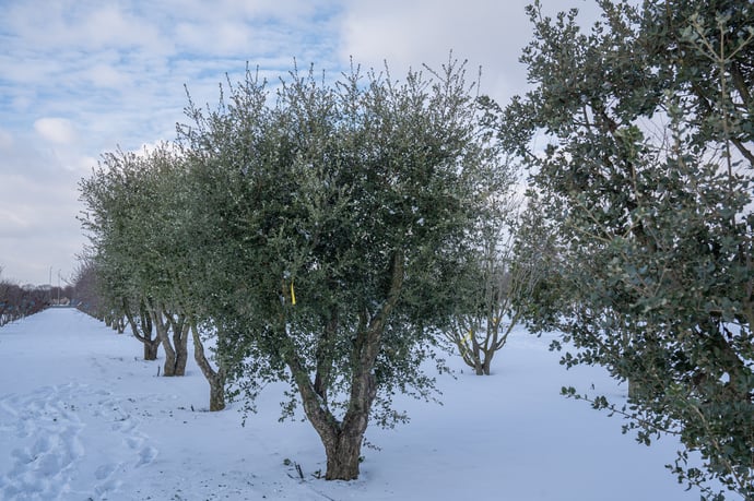 Quercus suber winterbeeld