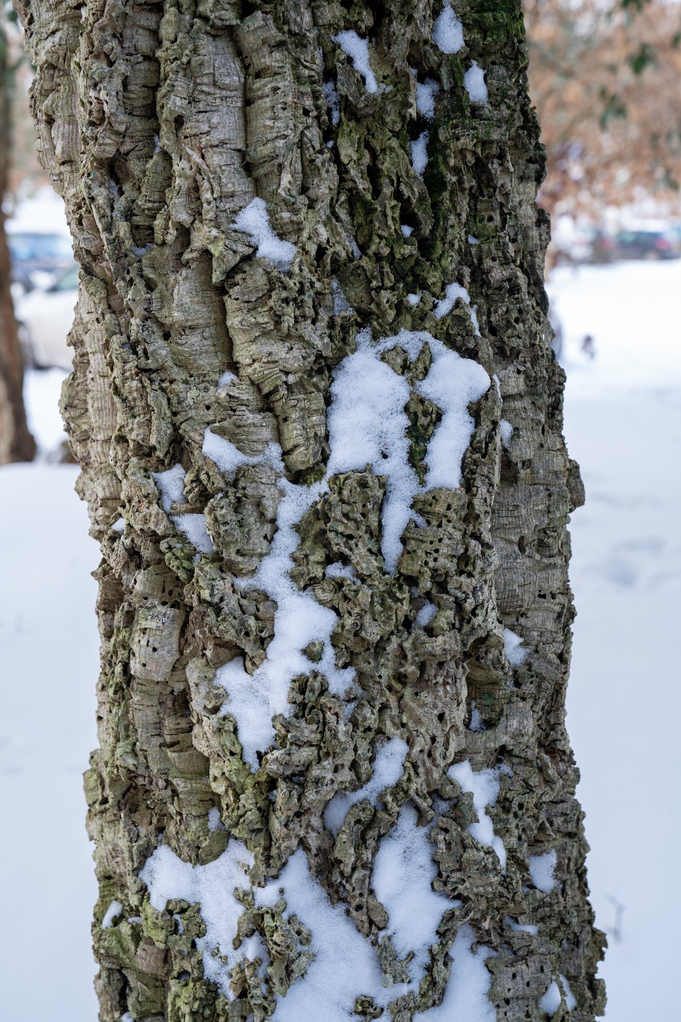 Quercus suber bast winterbeeld