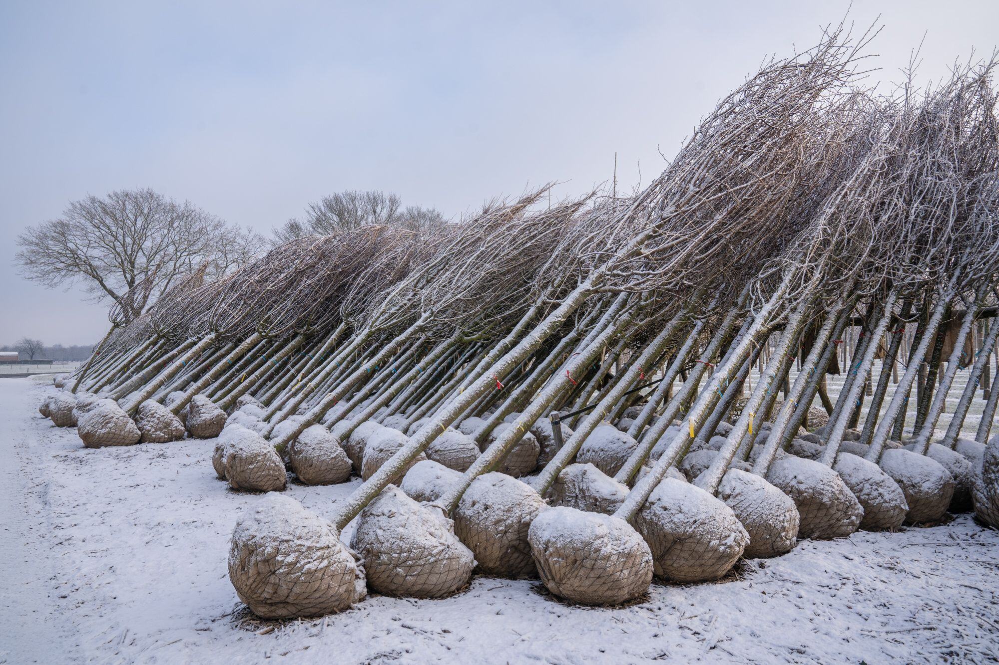 Opslag gerooide bomen winter