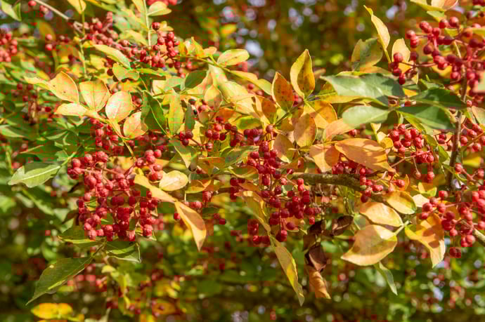 Zanthoxylum simulans-vrucht-Boomkwekerij Ebben