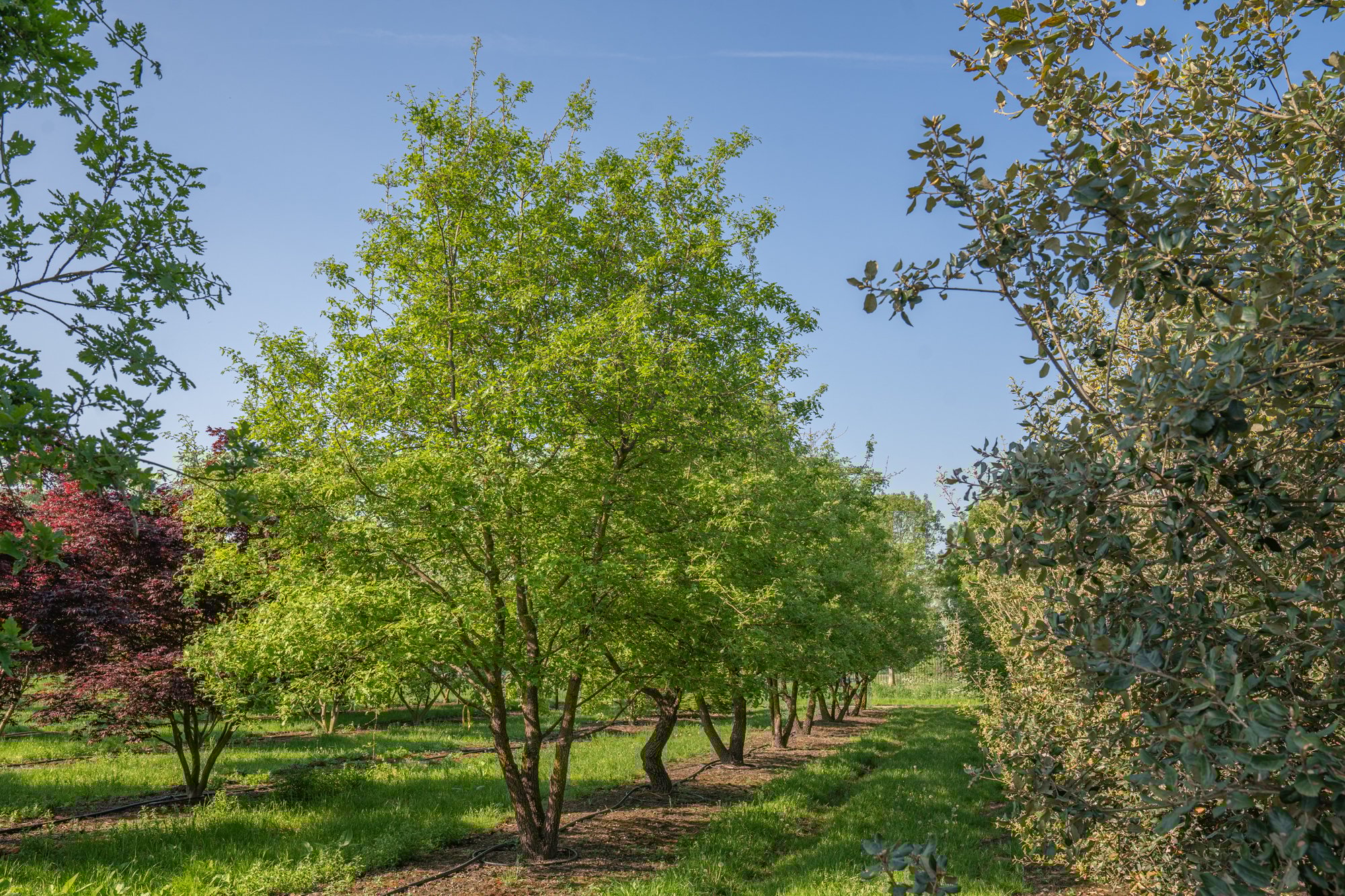 Quercus pubescens zomerbeeld