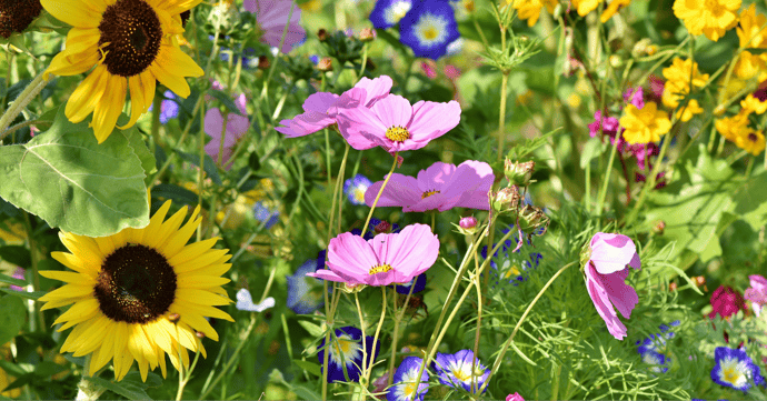 Flower field