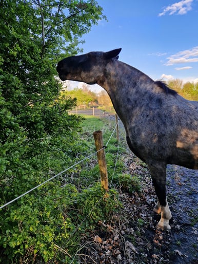 hawthorn- horse Moreira - Sietske Metz