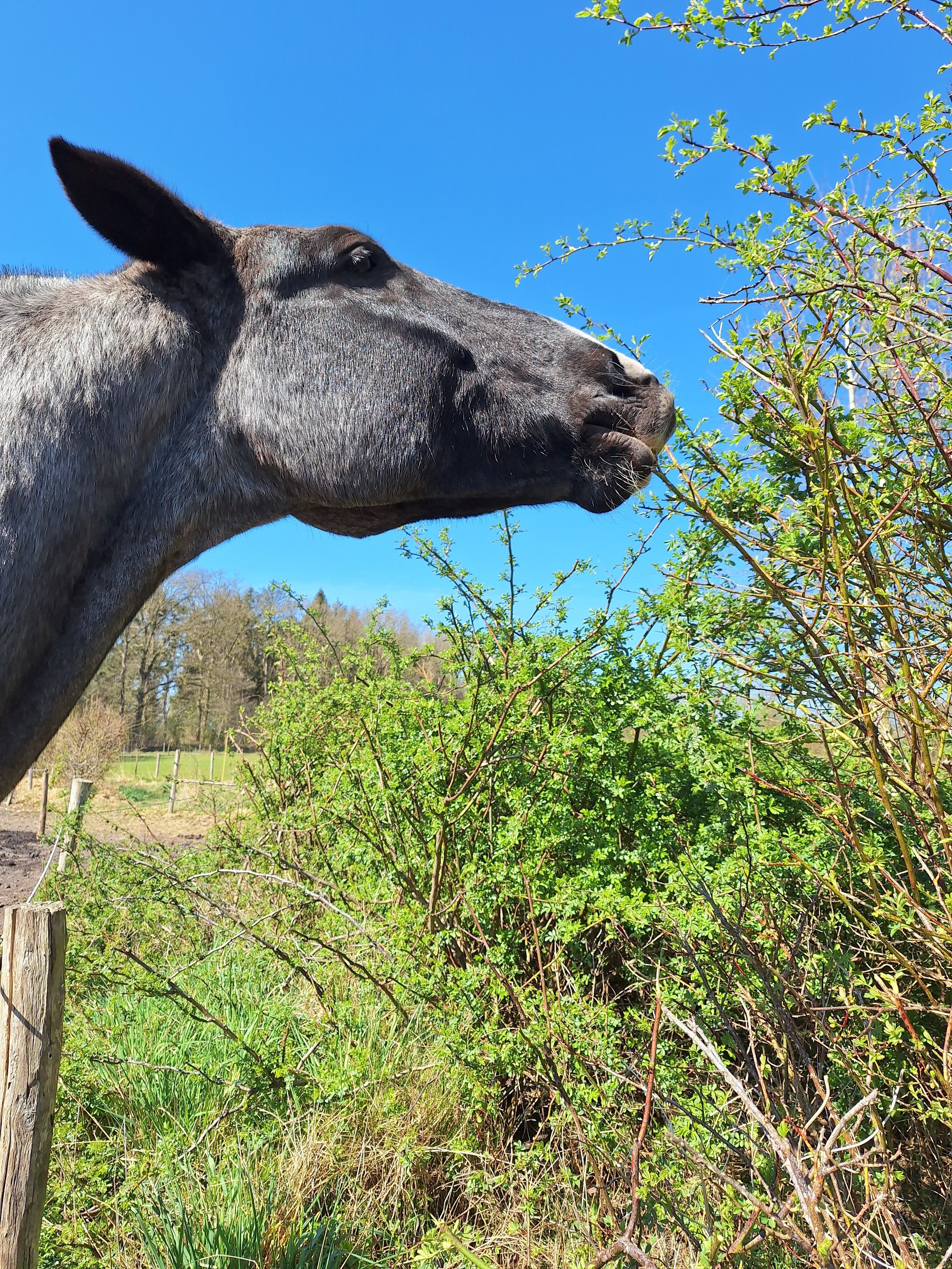 Passive physio - wilde rozen - paard Moreira - Sietske Metz