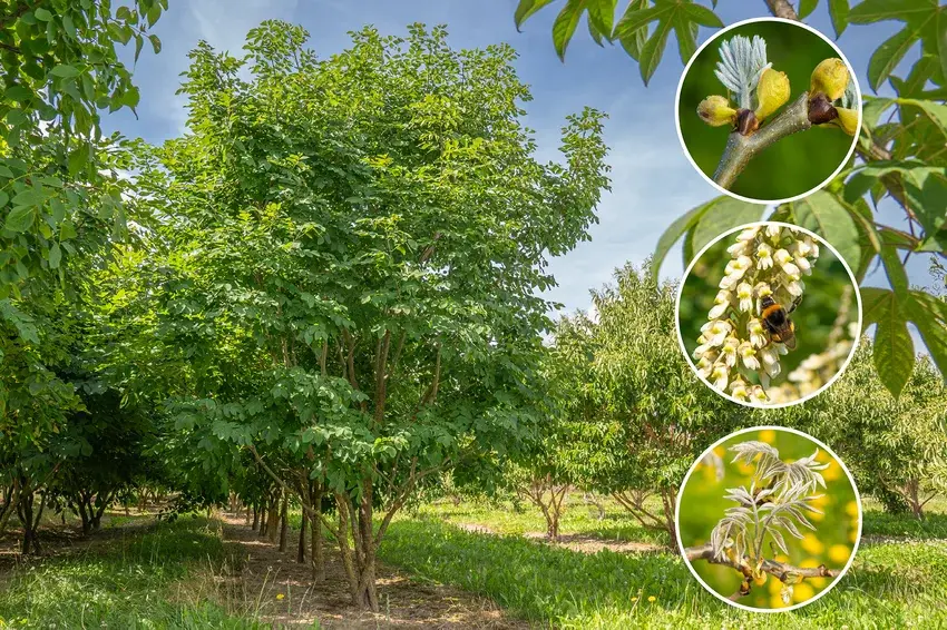 Maakia Tree Identification Tree of the Month: Maackia amurensis | Ebben Tree Nursery