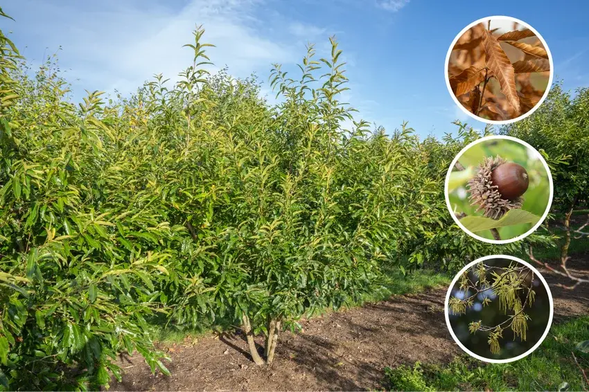 Cutis Tree Tree of the Month: Quercus acutissima | Tree Nursery Ebben